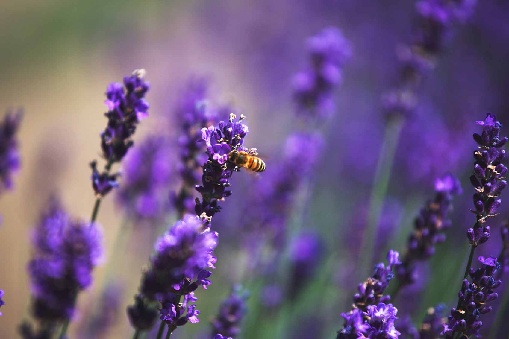 <span>Nature</span>Steed & Co Lavender Farm